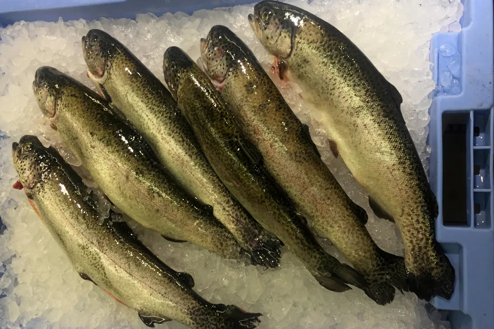 Rainbow trout on a fish counter in Spain.