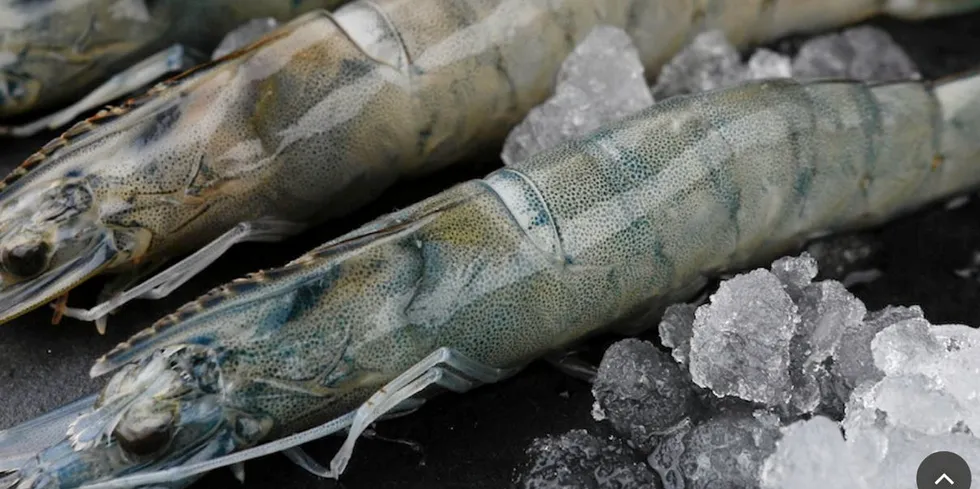 Noray Seafood, based near Madrid, Spain, will be able to supply the post-larvae to buyers across the country, as well as use the post-larvae to supply its own farms.