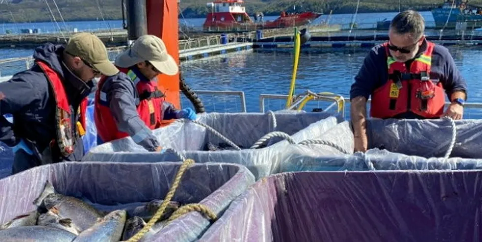 Multi X notified Sernapesca officials on March 15.