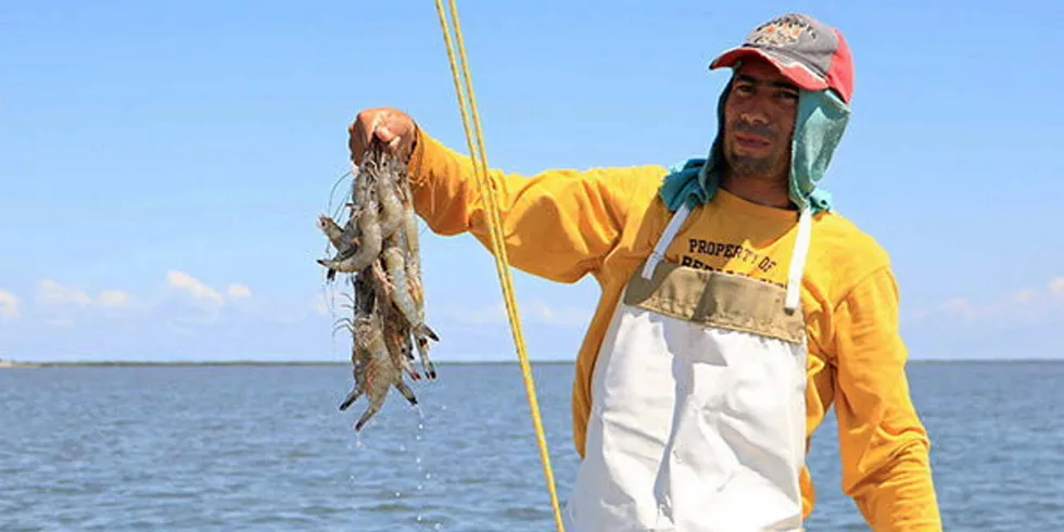 Del Pacifico buys wild shrimp from a network or artisanal fishermen in Mexico who harvest wild shrimp using wind-powered day-boats, a technique that boasts the lowest bycatch and fuel consumption per pound in the world, according to the company.
