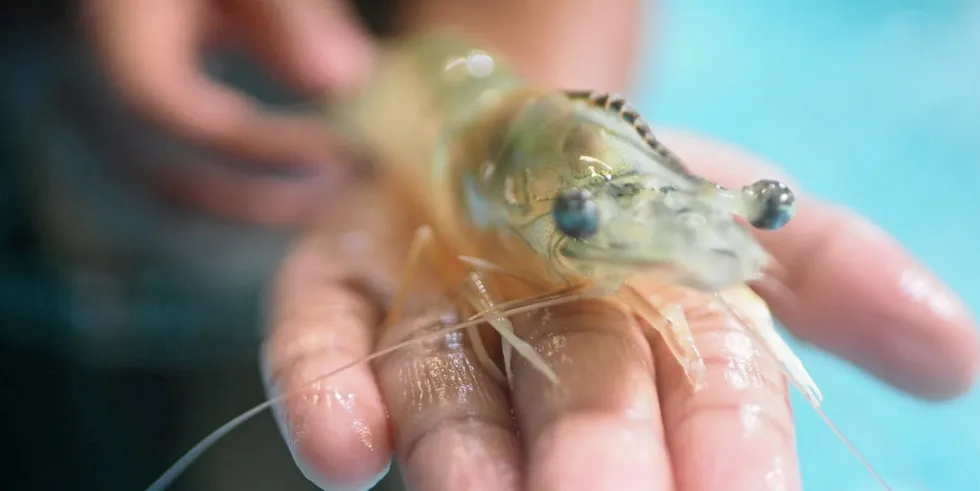 Hendrix Genetics has shrimp breeding and production activities in Hawaii, Ecuador, Malaysia, and Indonesia.