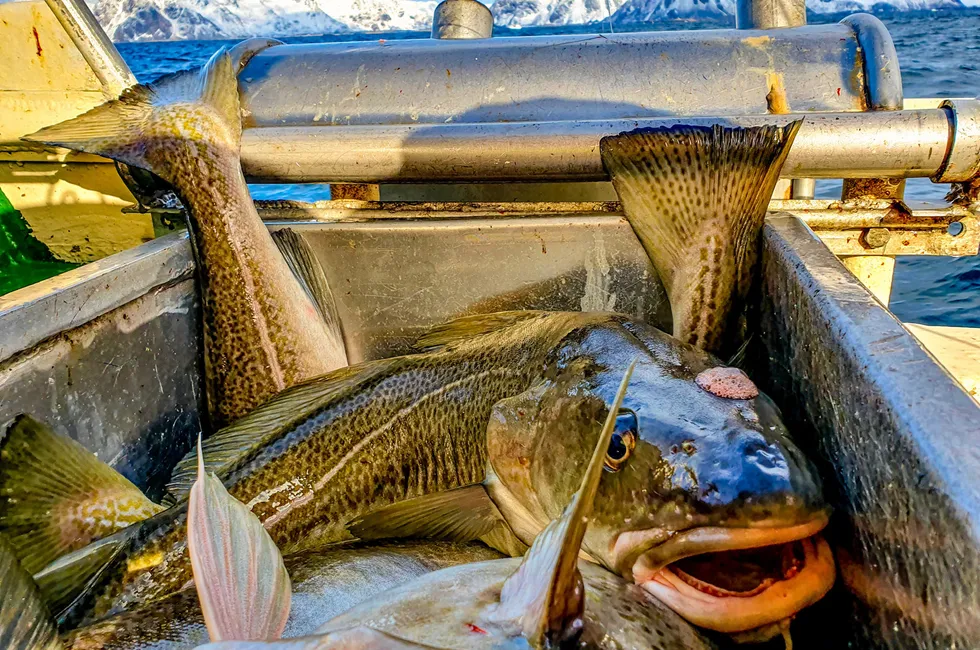 Are there calmer seas for whitefish species over the transom?