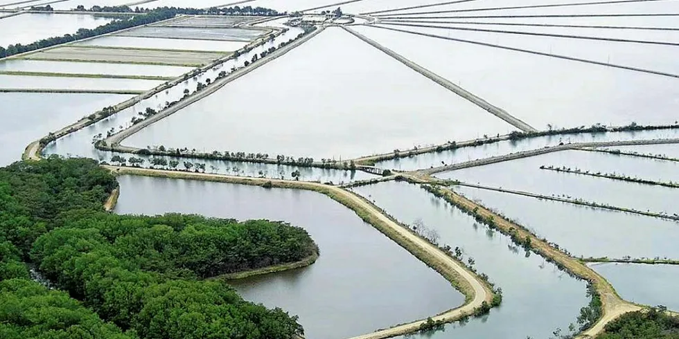Ecuador shrimp exports heading for new record. Ecuador shrimp, Songa.