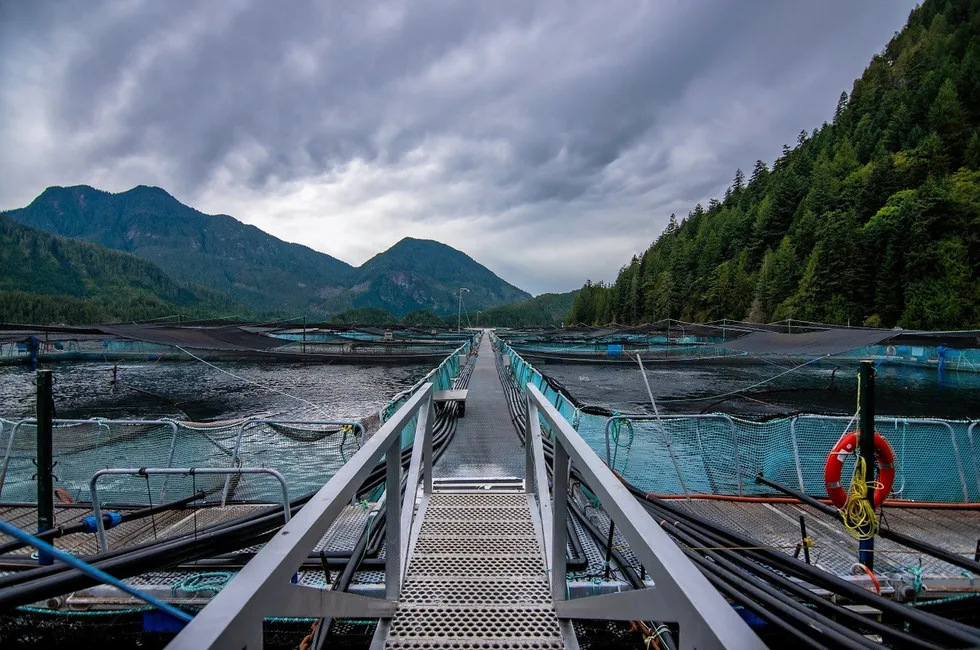 Grieg Seafood in British Columbia weighed in on the province's plans for a transition away from netpen salmon farming by 2029.