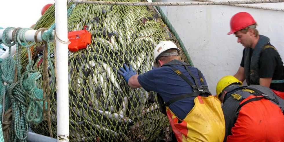 In Norway, the saithe quota is up 15 percent in the north and 17 percent in the south (North Sea), and naturally the increased supply puts pressure on the price development.