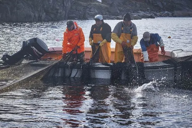 Royal Greenland's Nuqaat fishery is active between April and October.