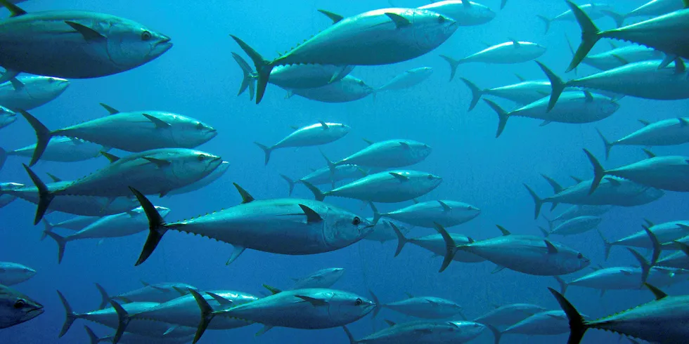 School of tuna swimming in a tuna trap.