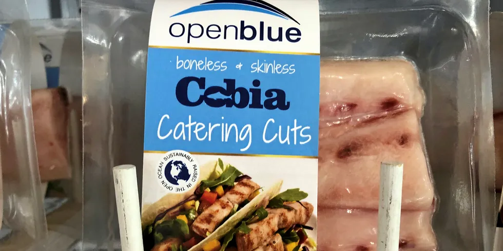 Open Blue Cobia on the shelves.