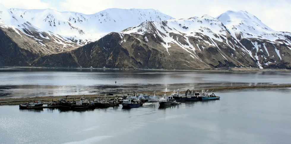 Fast-melting ice could be causing pollock to move farther north, scientists say.