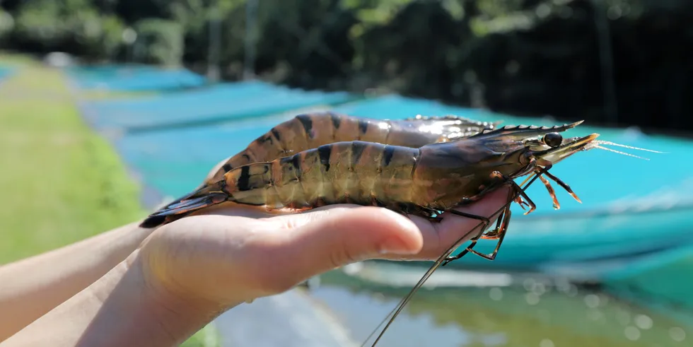 The funds will be used to immediately commence construction of Seafarms’ Project Sea Dragon stage one development program in northern Australia.