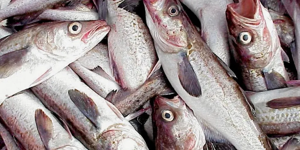 The TAC for the country’s main fishing ground in the Sea of Okhotsk will be 956,000 metric tons, down just 105 metric tons from this year’s TAC of 1.061 million metric tons.