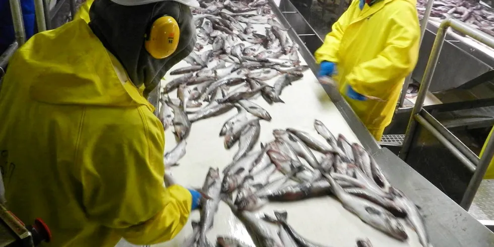 Alaska pollock—the Bering Sea’s most abundant whitefish— is the primary focus of Trident's Akutan Alaska operation.