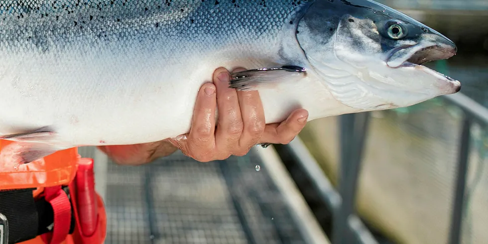 WWF heaps praise on GSI.