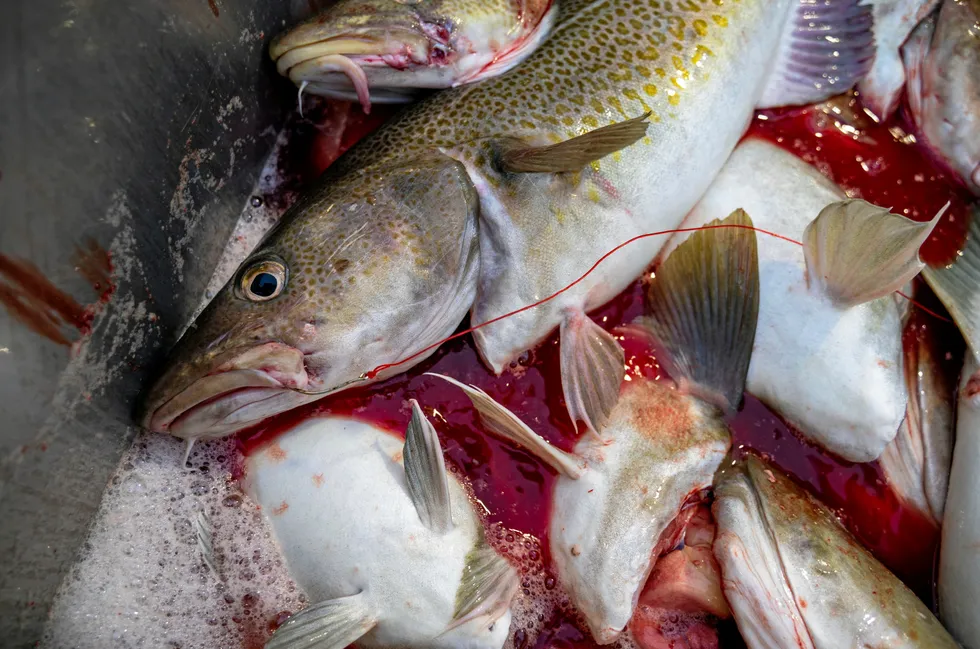 Unlike in the Barents Sea, Iceland's cod quotas are increasing for the next fishing year, albeit by a smaller amount than most had hoped for.