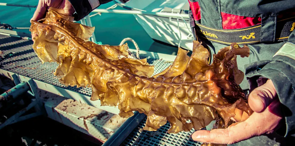 Seaweed is highly versatile, say the project partners.