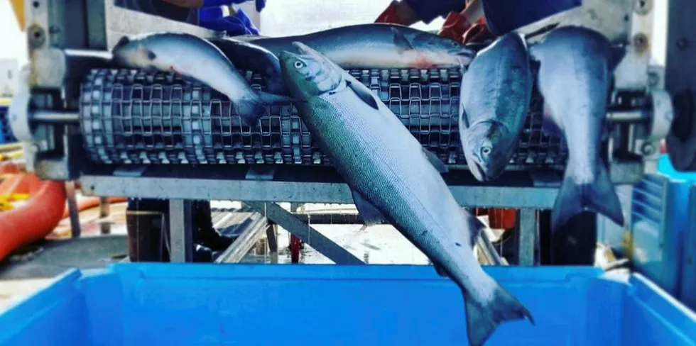 Bornstein Seafoods saw several workers test positive for coronavirus that expressed few symptoms before being tested.