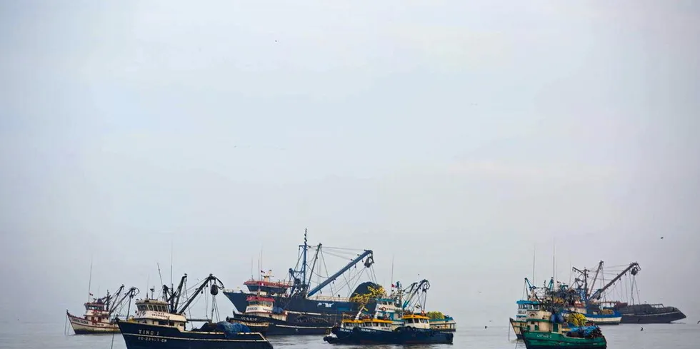 Key anchovy harvest under threat from slowing catch rates, mini fishing bans