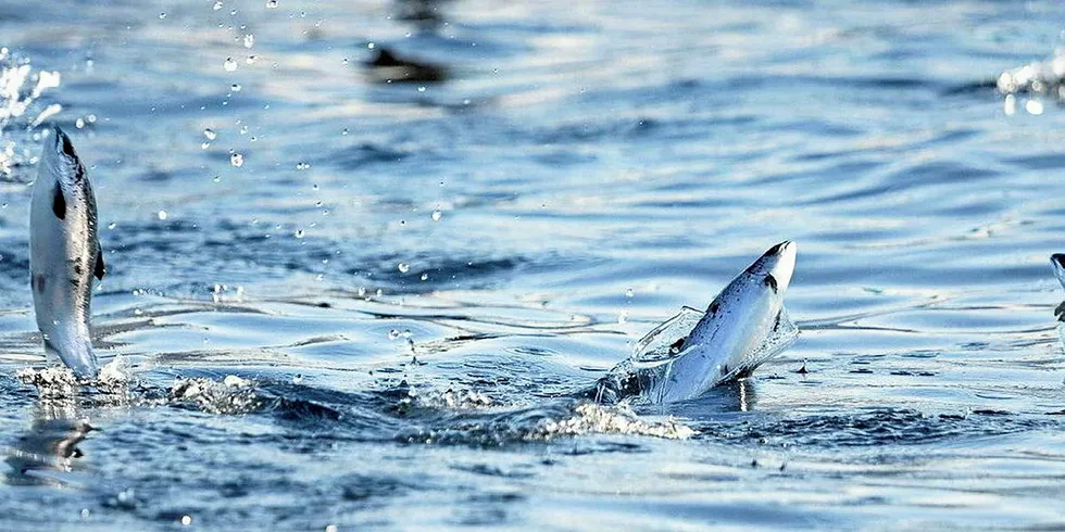Salmon escape from Cermaq Chile site.