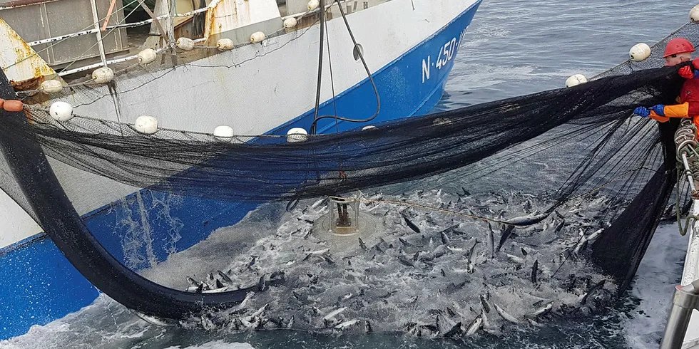 Mackerel fishing in Lofoten, Norway in the summer of 2018.