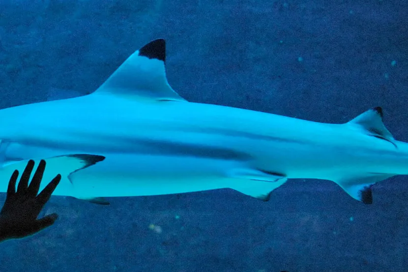 Blacktip discovery: Shell adds to its Perdido Corridor list of discoveries with its Blacktip North well in the US Gulf of Mexico