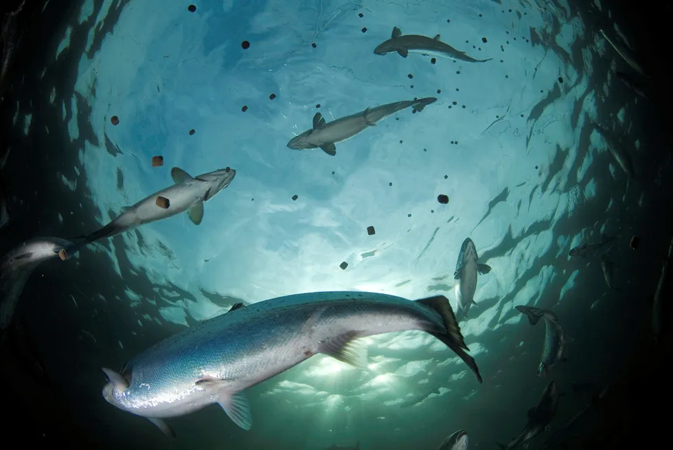 By 2050, the global aquaculture industry is projected to require more than 100 million metric tons of feed per year, roughly double the amount that is currently being produced worldwide.