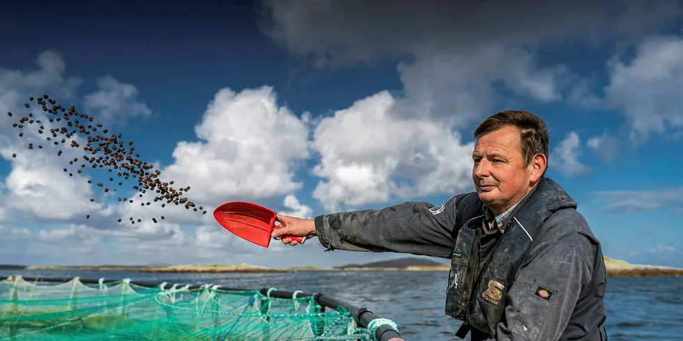 Feeding salmon on a Scottish farm.