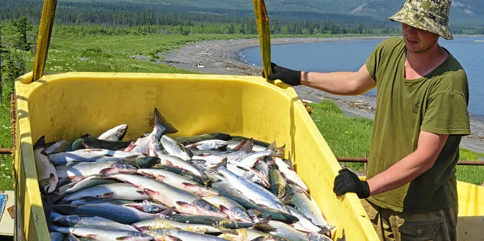 A worker unloads a fresh pink salmon catch in Khabarovsk Krai. Russian researchers lifted the overall projections for its wild salmon harvest in 2022.