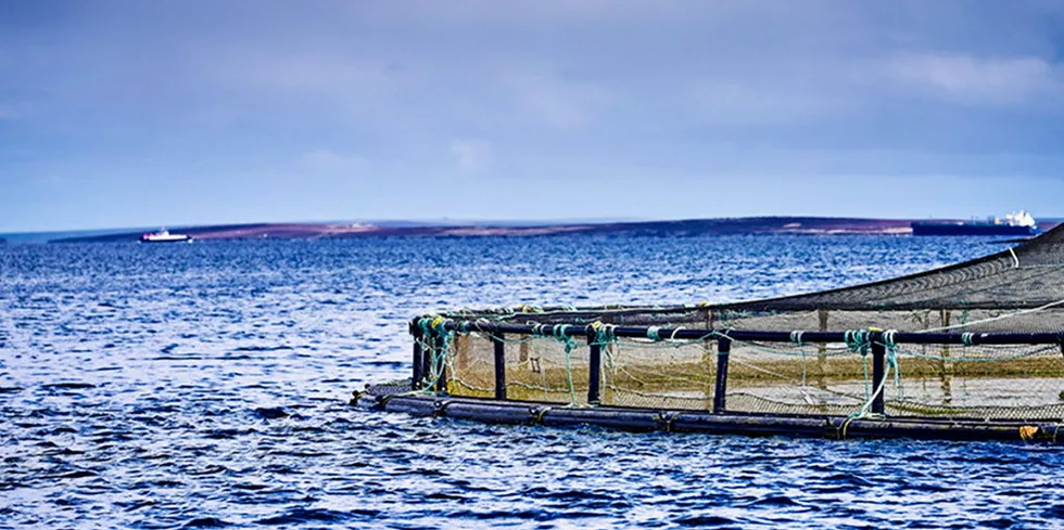 The proposed site at Vementry would consist of twelve 120-meter circumference salmon pens arranged in a group of 2 x 6 pens.