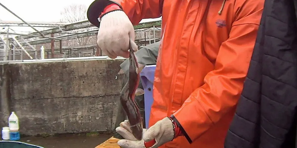 A deformed salmon at a Cooke site in Maine caught on video by Animal Outlook in 2019.