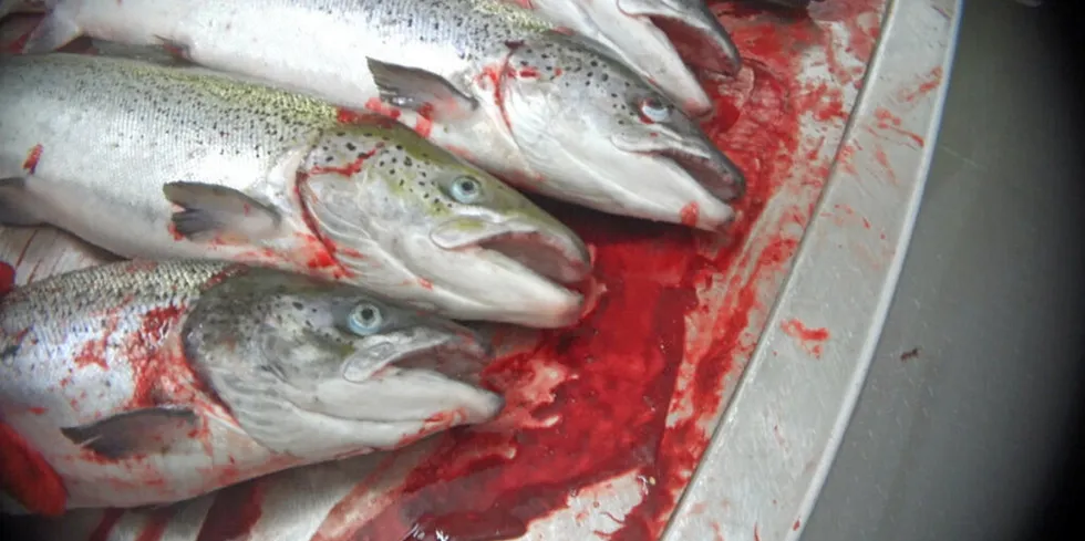 Fish left to suffer in one of the Scottish Salmon Company's facilities.