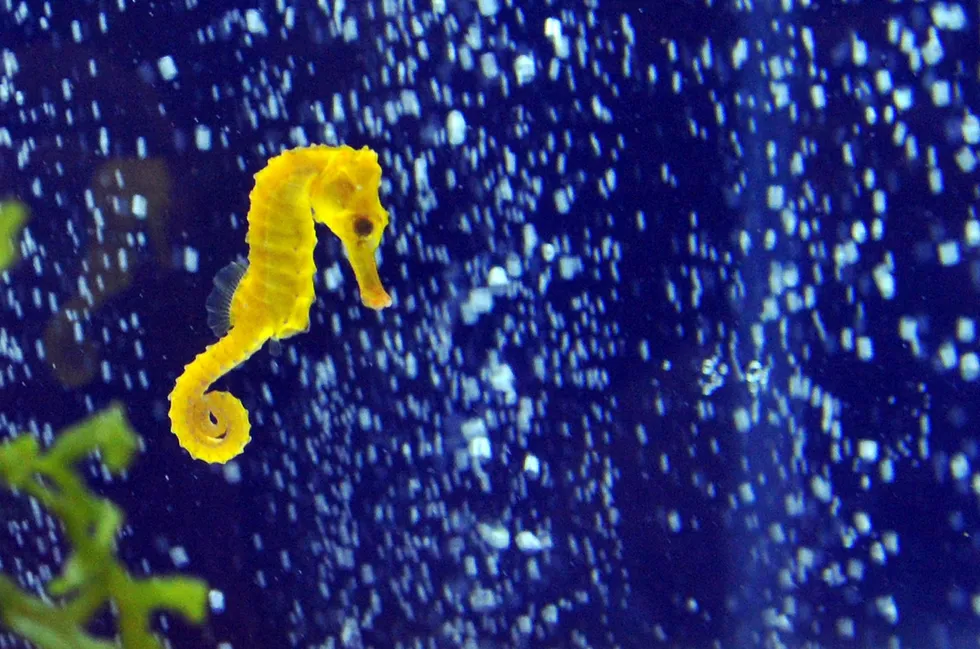 A seahorse (Hippocampus Reidi): Harbour Energy's Tuna production sharing contract offshore Indonesia is home to discoveries including Seahorse