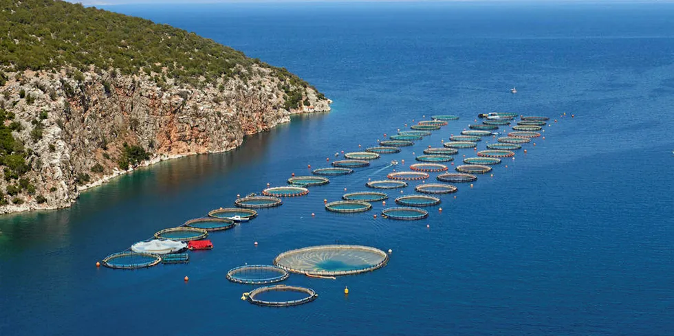 Greek seabass, seabream market still struggles from Turkish competition.