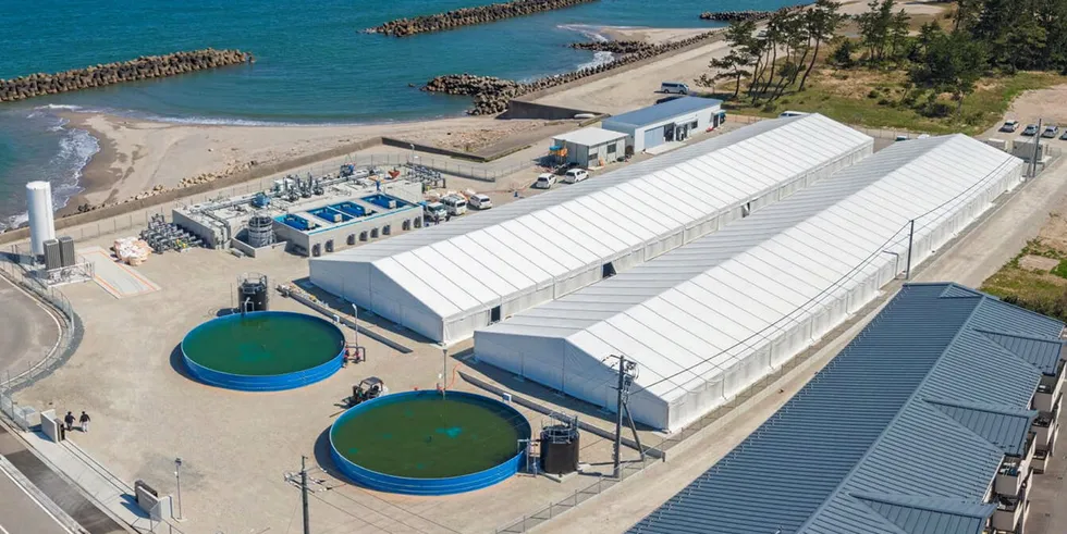 Nissui's land-based mackerel farming facilities in Japan.