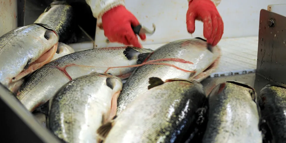 Confusion reigns in the Norwegian salmon market.