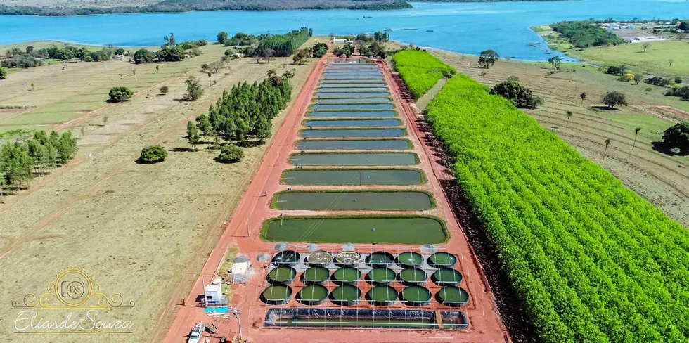 Brazilian producers are exporting in 2021 after switching their attention to the domestic market last year because of higher prices.