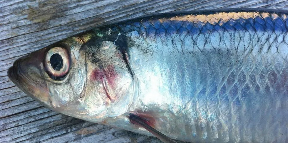 The spawning stock in 2022 is now estimated to have been considerably larger than predicted.