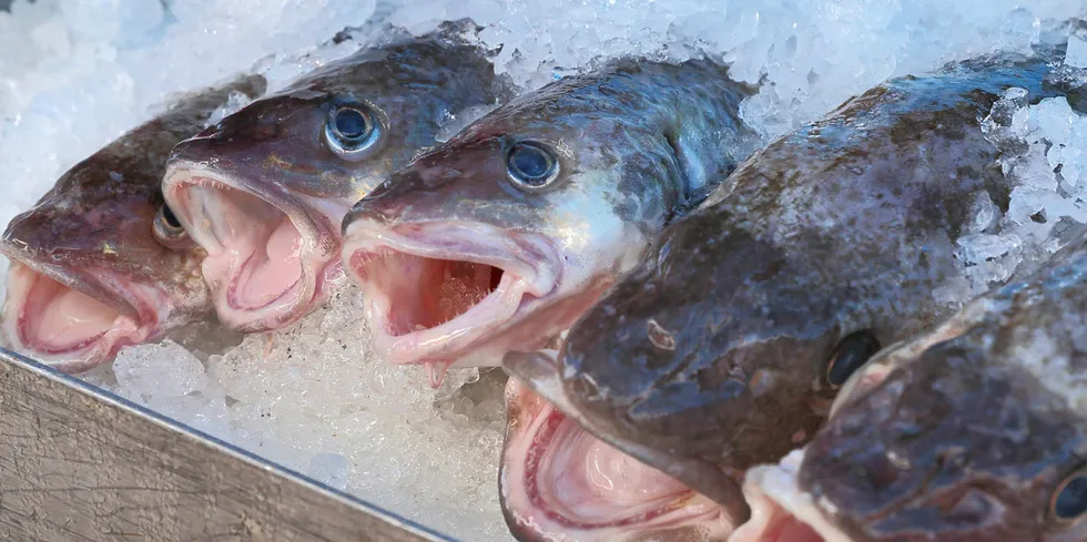 Last gasp: The fishery could not be sustained any longer this season due to warm waters depleting stocks.