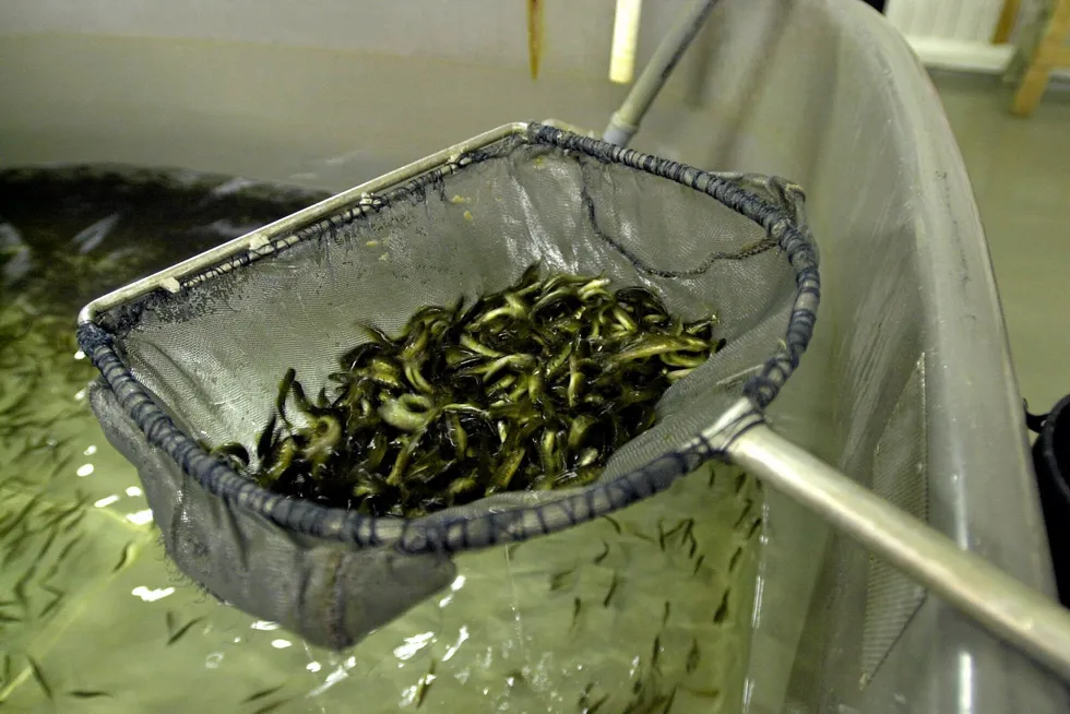 More than 49 million juvenile fish, both salmon and trout, died early in 2024, the worst year on record when it comes to smolt mortality in Norway.