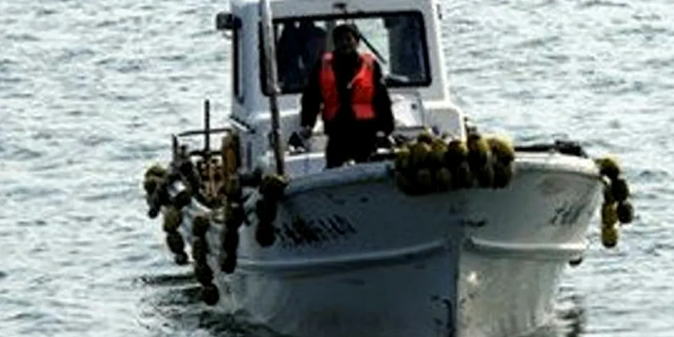 Fishermen harvest the Yesso scallop by diving and dredging.