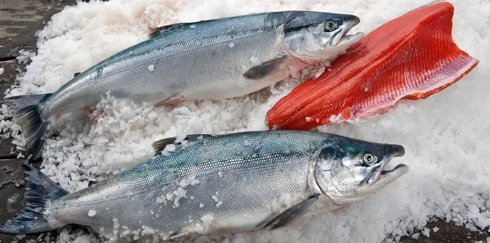Copper River Salmon season has begun.