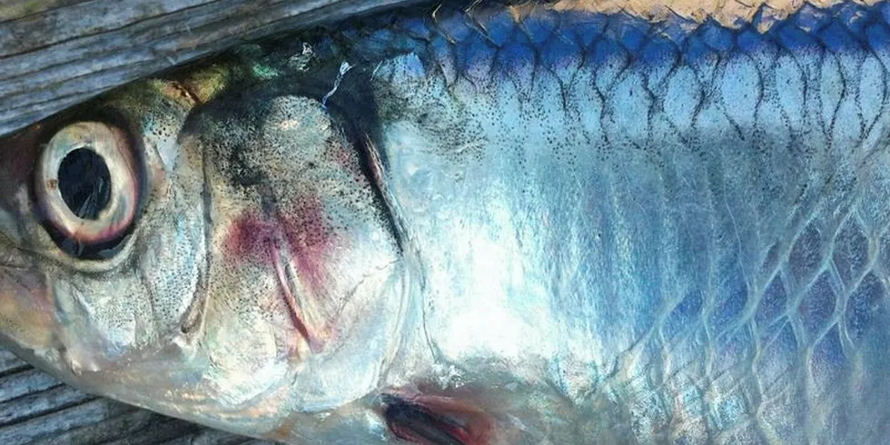 North Sea herring advice gets 40% increase.
