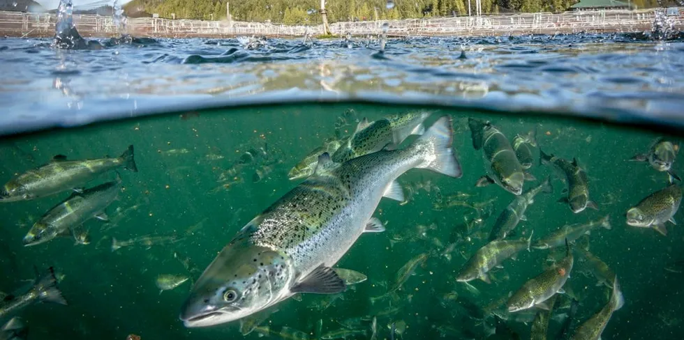 Mowi is asking to be allowed to transfer fish to its Phillips Arm site. Kwiakah Nation’s territory is centered in Phillips Arm, but the move was agreed to by the Kwiakah First Nation in a prior agreement, according to Mowi.