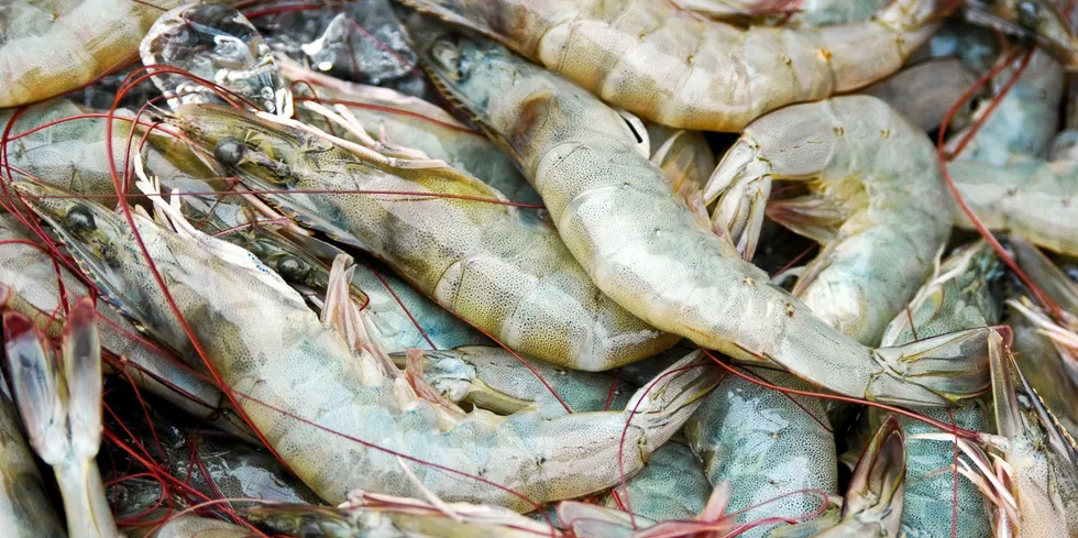 Despite COVID-19 checks slowing imports into China, there is no shortage of buyers, particularly for Indian shrimp.