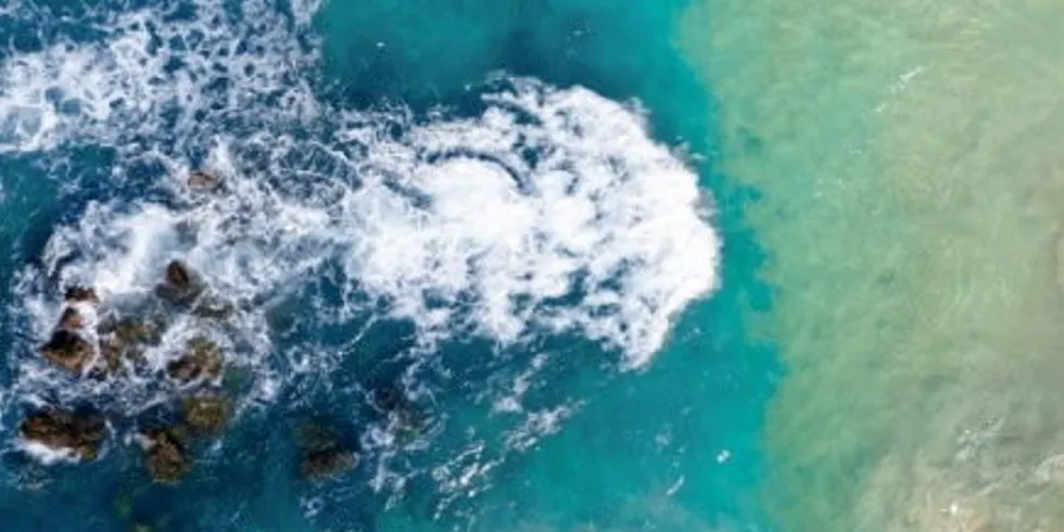 S2G Ventures is a seafood fund that says it's working with some major names that until now have been outside of the industry, including AB InBev and Toyota Ventures.