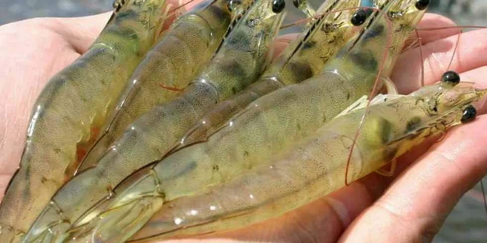 Brazilian shrimp is grabbing attention after two difficult decades.