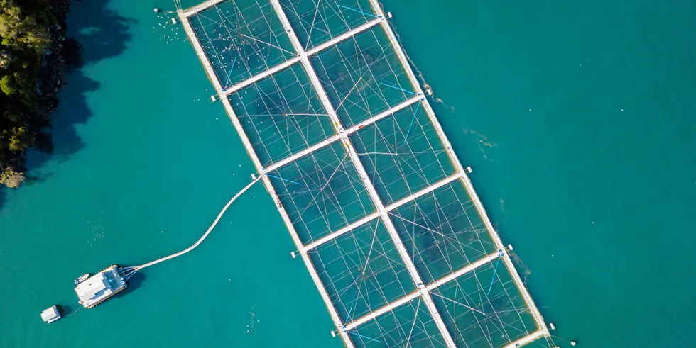 The documentary is a stinging critique of the Chilean salmon industry.
