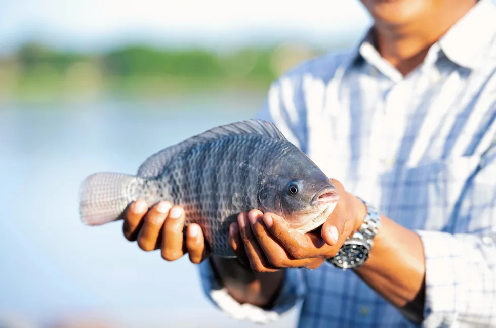 Pezco produces in the region of 400 metric tons a year of its own trout in Colombia, with contributions from cooperatives lifting the total to around 1,000 metric tons. This is supplemented by production in Turkey and from its US partner Riverence.