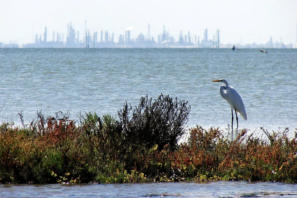 . Great egret with oil refineries in Corpus Christi, Texas, in background.