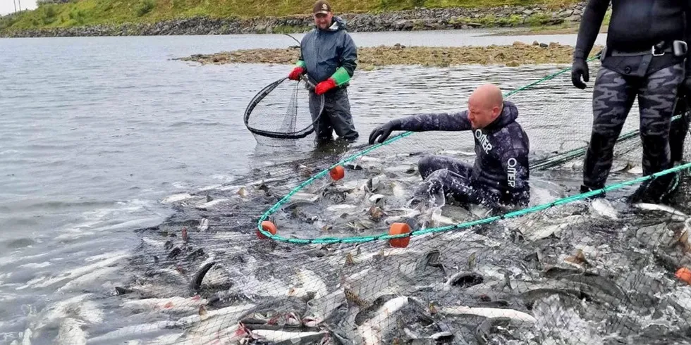Vidar Isaksen is the general manager of the Vestre Jakobselv hunting and fishing association, which works to catch pink salmon that invade Norway's rivers that are home to wild Atlantic salmon.