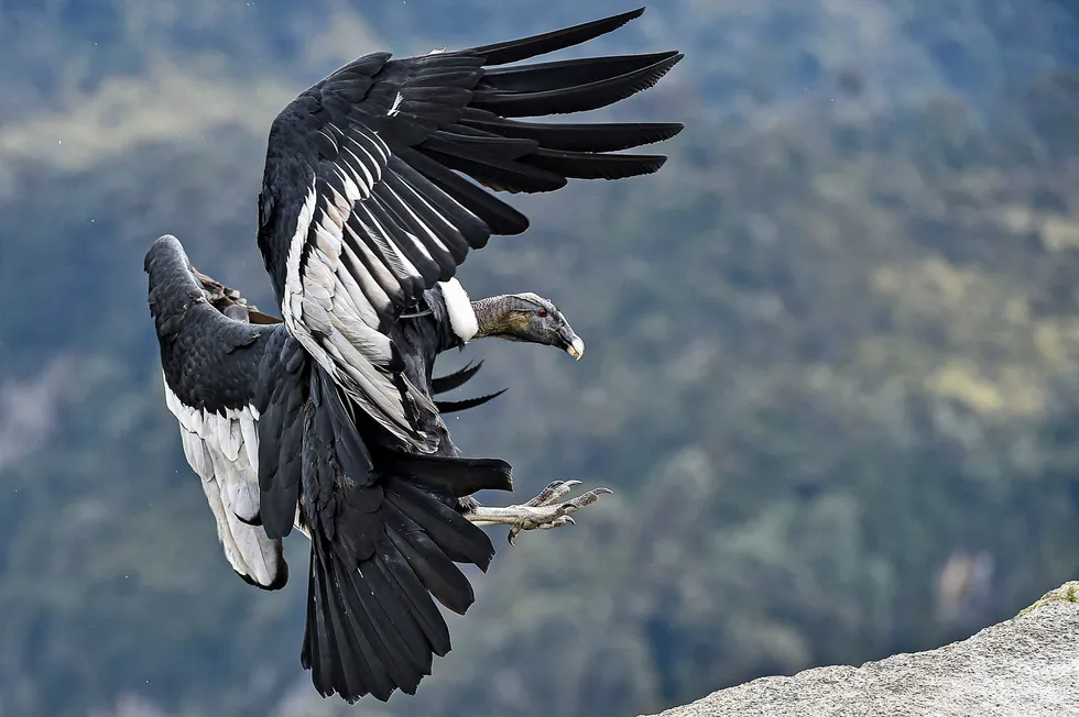 On the hunt: Talon believes its Condor prospect could hold up to 710 Bcf of gas